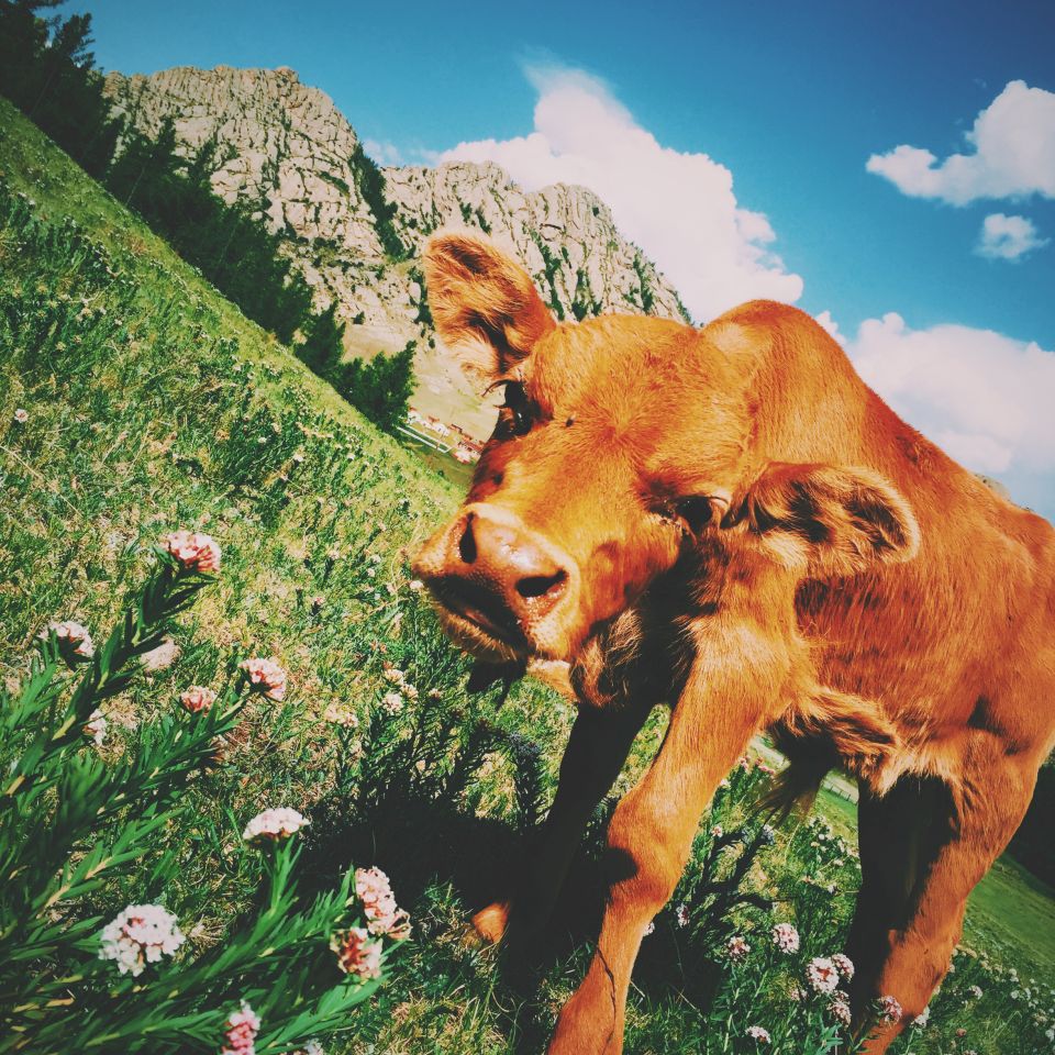 Almins Cow and Mountain