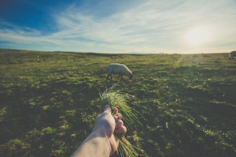 Sheep and Sunshine