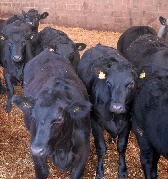 Vantage Base Mix Cows