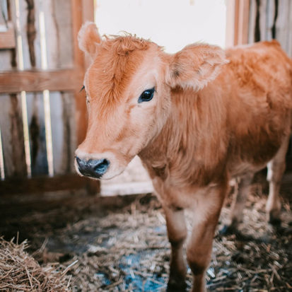 Dairy Bio-Chlor Down Calver Calf