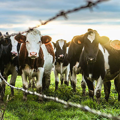 Dairy Cow Herd