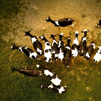 Dairy Cows