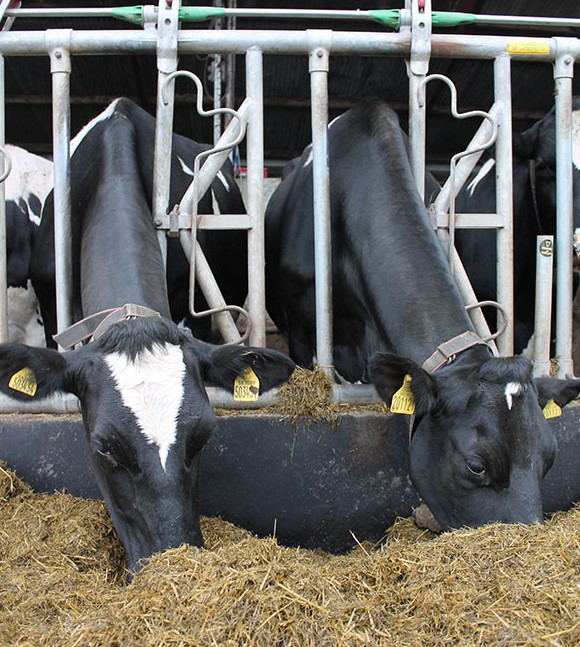 Equaliser Rumen Buffer Cows