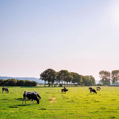 Dairy Cows on a Field