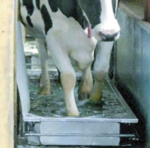 CZF Footbath Cows