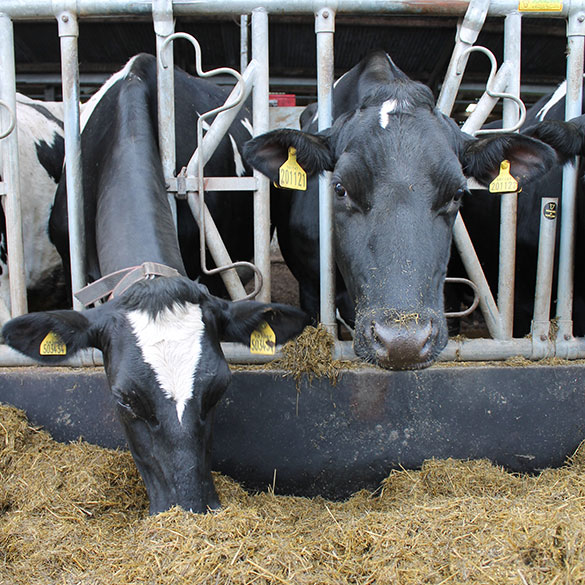 Bio-Chlor Down Calver Cows