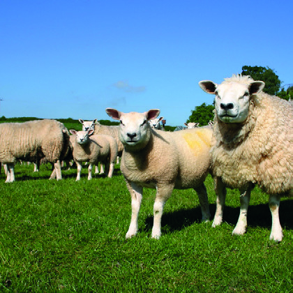 CZF Footbath Sheep