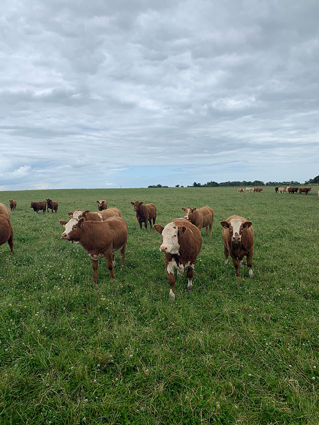 Almins Beef Mineral Cows